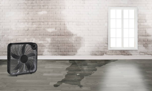 Best Water damage contractors near me  in Menomonie, WI